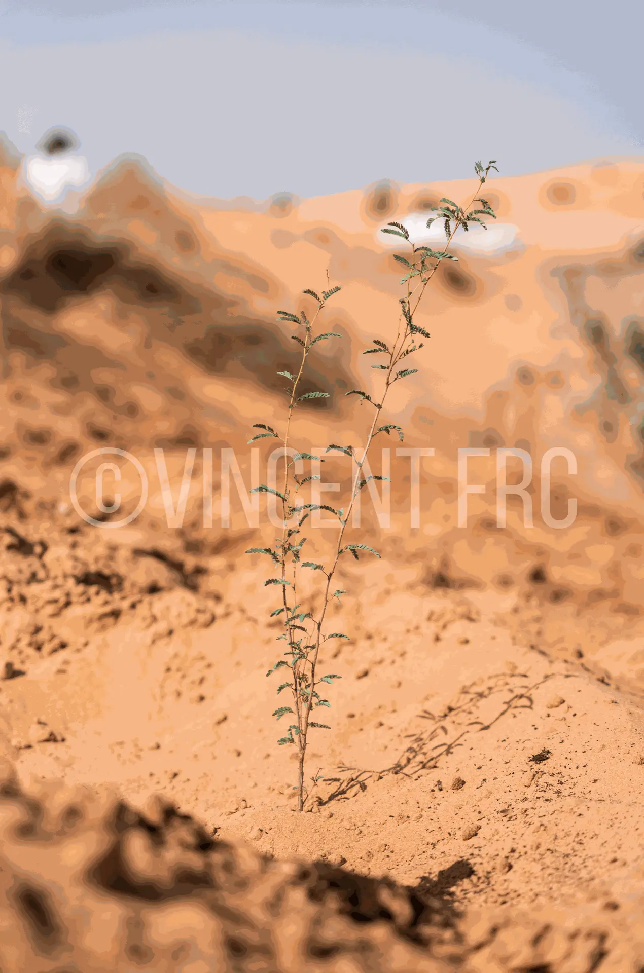 Screenshot Desert